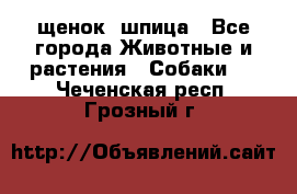 щенок  шпица - Все города Животные и растения » Собаки   . Чеченская респ.,Грозный г.